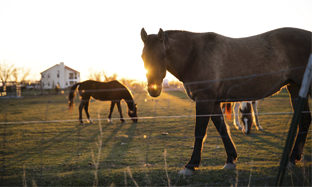 Los cólicos en el caballo